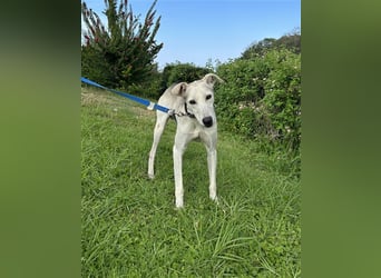 Schenkst du Houdini ein Für-Immer-Zuhause?