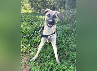 Erobert Amira dein Herz? <3