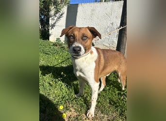 Junghund Mano sucht Herzensmensch