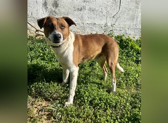 Junghund Mano sucht Herzensmensch