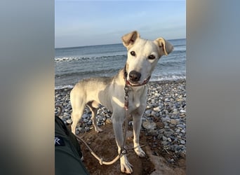 Schenkst du Houdini ein Für-Immer-Zuhause?