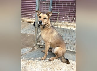 Liebevoller Buster sucht DICH