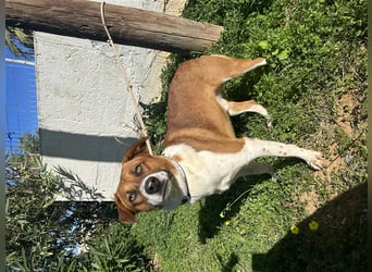 Junghund Mano sucht Herzensmensch