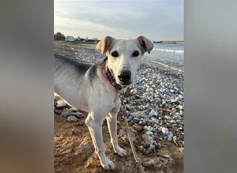 Schenkst du Houdini ein Für-Immer-Zuhause?