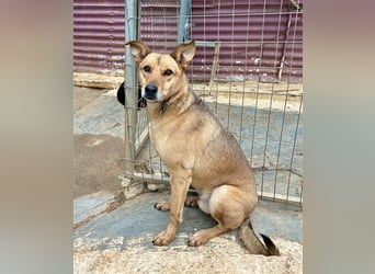 Liebevoller Buster sucht DICH