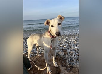 Schenkst du Houdini ein Für-Immer-Zuhause?