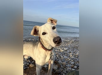 Schenkst du Houdini ein Für-Immer-Zuhause?