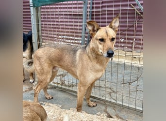 Liebevoller Buster sucht DICH