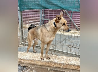 Liebevoller Buster sucht DICH