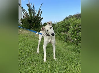 Schenkst du Houdini ein Für-Immer-Zuhause?