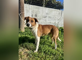 Junghund Mano sucht Herzensmensch