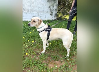 Wunderschöne Miyou sucht Herzensmensch