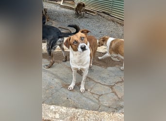 Junghund Mano sucht Herzensmensch