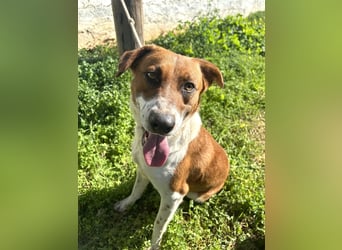 Junghund Mano sucht Herzensmensch