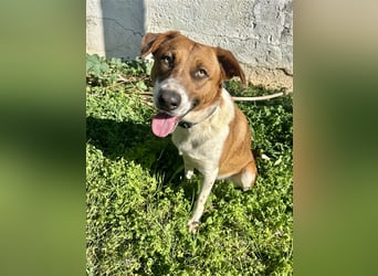 Junghund Mano sucht Herzensmensch