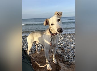 Schenkst du Houdini ein Für-Immer-Zuhause?