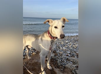 Schenkst du Houdini ein Für-Immer-Zuhause?