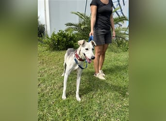 Schenkst du Houdini ein Für-Immer-Zuhause?