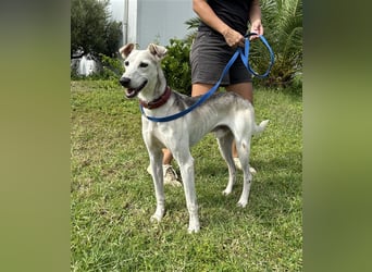 Schenkst du Houdini ein Für-Immer-Zuhause?