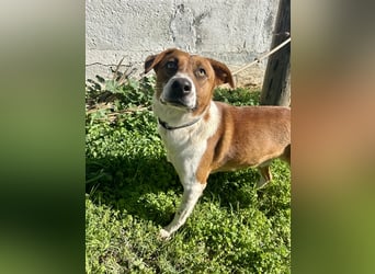 Junghund Mano sucht Herzensmensch