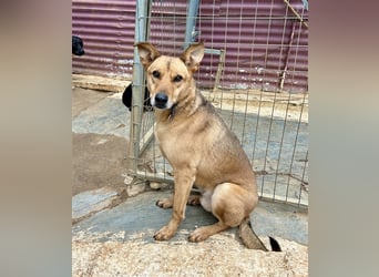 Liebevoller Buster sucht DICH