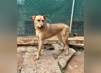 Liebevoller Buster sucht DICH