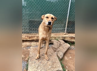 Liebevoller Buster sucht DICH