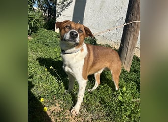 Junghund Mano sucht Herzensmensch