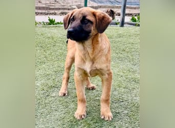 Bino ,vorsichtiger Herzensjunge sucht sein Glück.