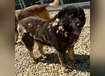 Sandy – sanfte Riesin mit großem Herzen sucht ihr Zuhause