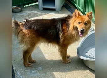 Buddy – menschenbezogener Sonnenschein
