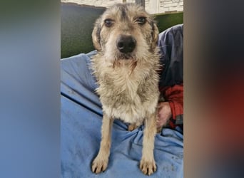 Liebevoller Benny sucht sein Glück