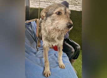 Liebevoller Benny sucht sein Glück