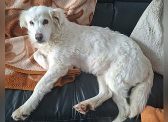 Seniorin Shelby sucht ruhiges Zuhause