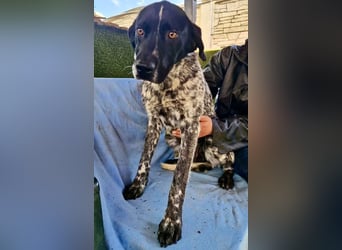 Pfötchengeber Marlo sucht seine Menschen