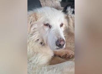 Seniorin Shelby sucht ruhiges Zuhause