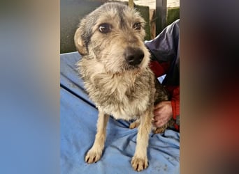 Liebevoller Benny sucht sein Glück