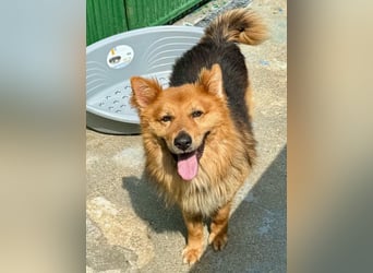 Buddy – menschenbezogener Sonnenschein