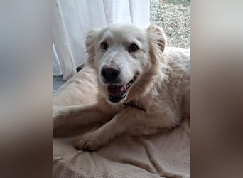 Seniorin Shelby sucht ruhiges Zuhause