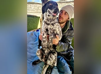 Pfötchengeber Marlo sucht seine Menschen