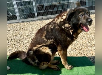 Sandy – sanfte Riesin mit großem Herzen sucht ihr Zuhause