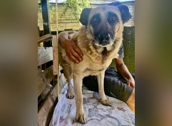 Timon, sein Herz braucht Zeit
