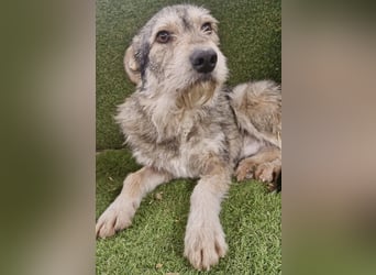 Liebevoller Benny sucht sein Glück