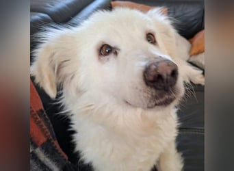 Seniorin Shelby sucht ruhiges Zuhause