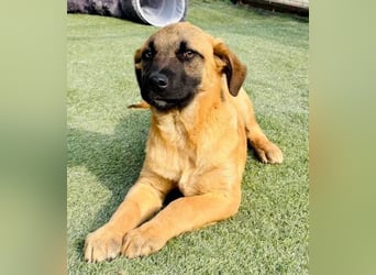 Bino ,vorsichtiger Herzensjunge sucht sein Glück.