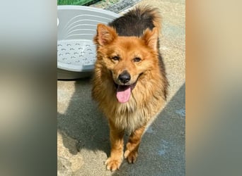 Buddy – menschenbezogener Sonnenschein