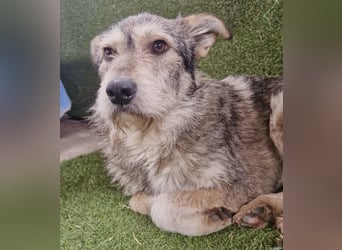 Liebevoller Benny sucht sein Glück