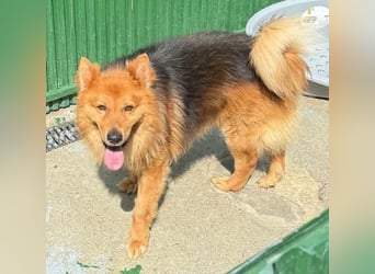 Buddy – menschenbezogener Sonnenschein