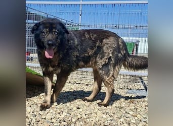Sandy – sanfte Riesin mit großem Herzen sucht ihr Zuhause