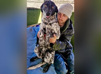 Pfötchengeber Marlo sucht seine Menschen